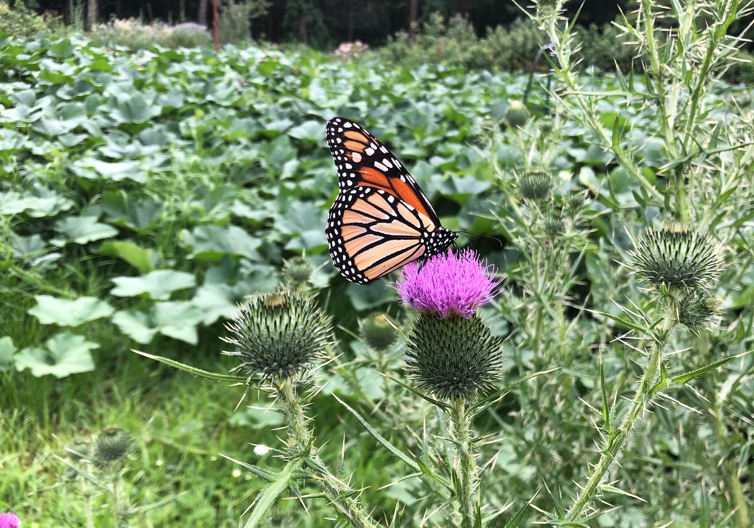 Kurts butterfly photo resized